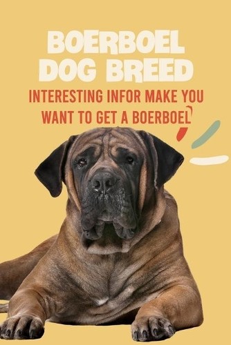 Antillon gloria boerboel dog - antillon,