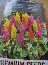 400 Graines de Célosie