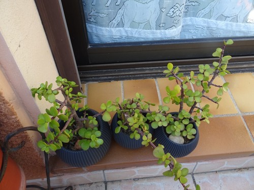 Plantes grasses crassula - 3,
