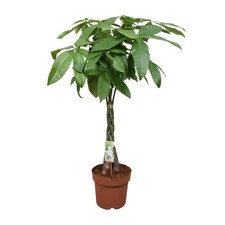 Pachira Aquatica arbre