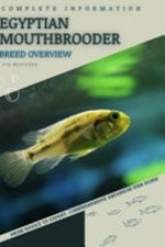 Couveuse buccale égyptienne