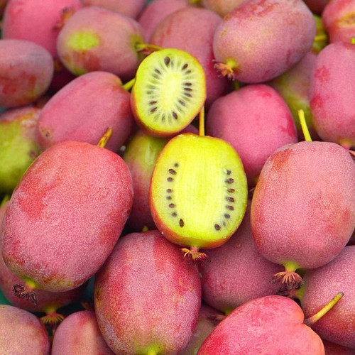 Actinidia arguta bingo - arguta,