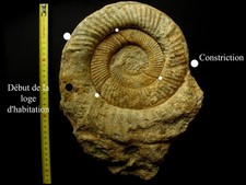 Ammonite de l'Oxfordien 