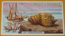 CHROMO 1910-1930 CHOCOLAT