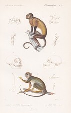 Capucin Dessins De Singe Affen