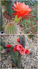 Cactus cierge - Echinopsis