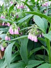 1 organic COMFREY Bocking 14 plant [not just roots] Healthy & Healing Herb