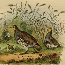 Histoire naturelle Oiseau Perdrix Rouge & grise Gravure aquarelle originale XIXe