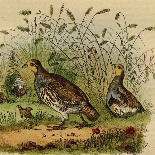 Histoire naturelle oiseau - histoire,