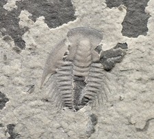 NICE Malungia Trilobite Meraspid, Lower Cambrian, Chengjiang