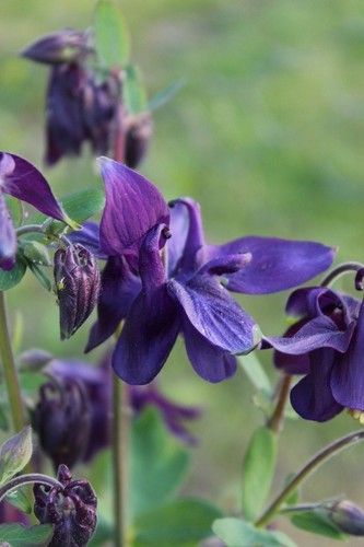 200 graines ancolie violette - d'ancolie,