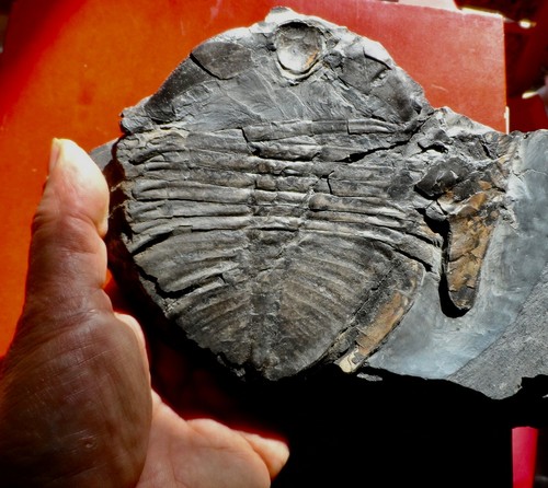 Trilobite ordovicien la - trilobite,