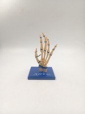 Modèle Squelette de la Main