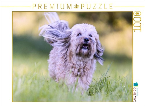 Puzzle calvendo bichon - puzzle,