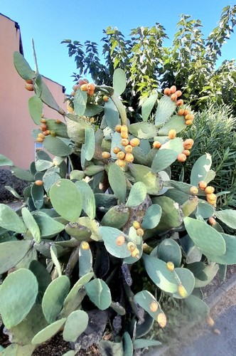 Grand plant de - , 1