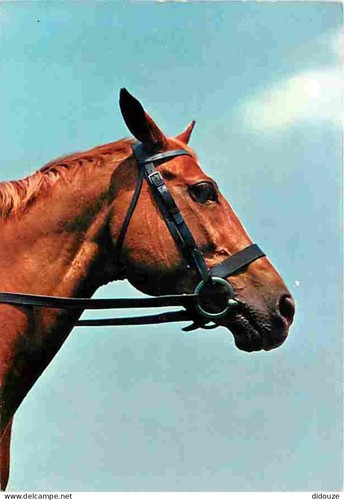 Postcard animals horses - postcard,