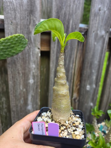 Pachypodium decaryi rare - pachypodium,