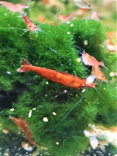 Crevette red cherry - crevette,