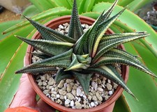 HAWORTHIA LIMIFOLIA VARIEGATA  cactus  kakteen cacti caudex plante grasse