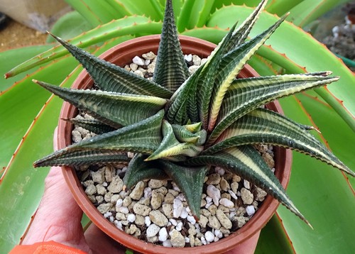 Haworthia limifolia variegata - haworthia,