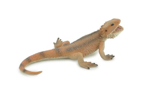 Lizard bearded dragon - lizard,,