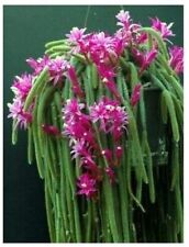 Lot 4 Cuttings Rat Tail Cactus Aporocactus Flagelliform Succulent Plant Pink