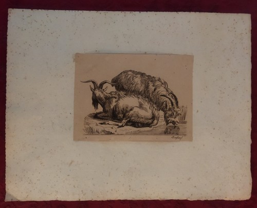 Gravure xix siècle chèvres - gravure,