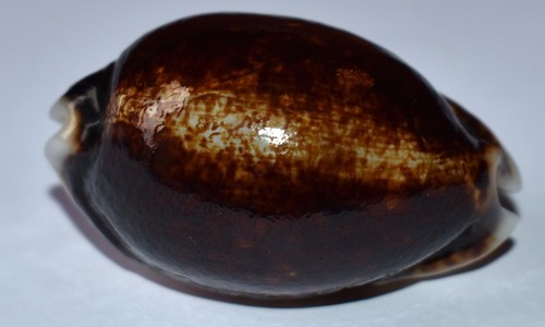 Sea shell coquillages - -,