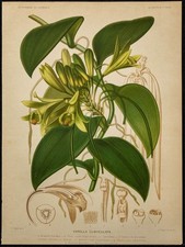 1891 - Vanillier (orchidée) -