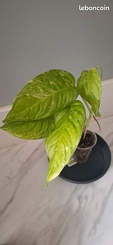 Monstera lechleriana variegata