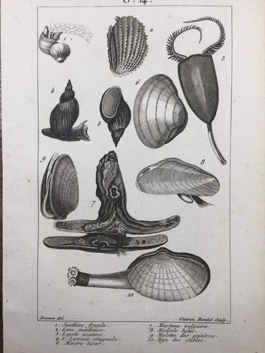 Conchyliologie 1804 coquillage - conchyliologie,