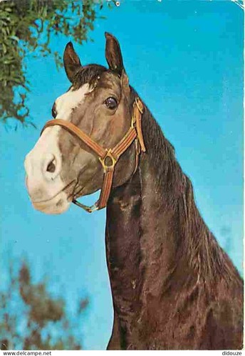 Postcard animals horses - horses,