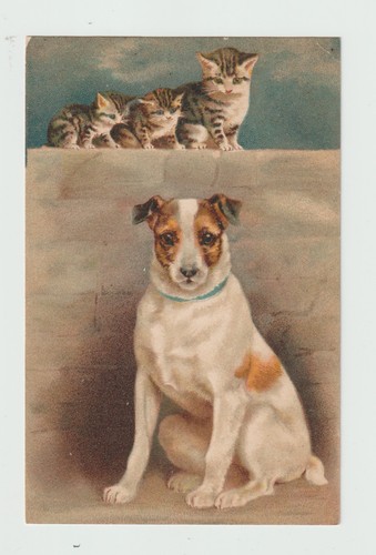 Helena maguire chien - helena,