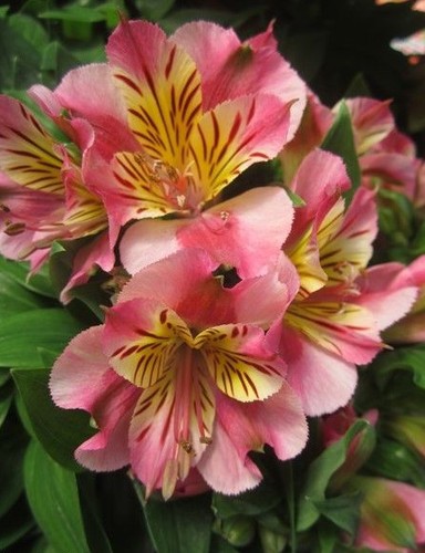 Alstroemere rose - ♫, 'rose