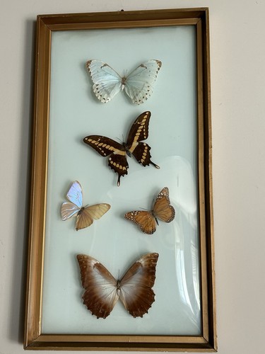 Cadre papillons - papillons,