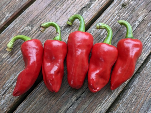 Graines de piment - 🌶️,