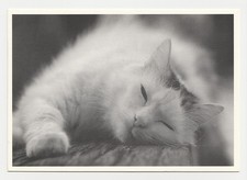 CHAT   carte postale   n°