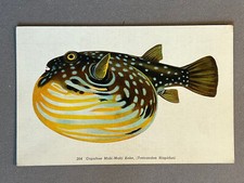 Fishes Of Hawaii, Tetraodon Hispidus, Honolulu Aquarium, Postcard, ca 1920