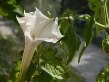 Datura Stramonium 50 Seeds, Jimson Weed, Thornapple, Devil's Trumpet Wildcrafted