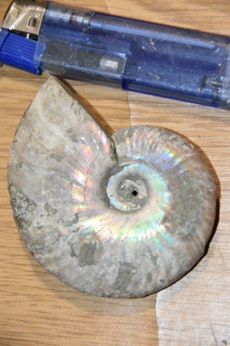 Ammonite aioloceras besairiei - ammonite,