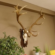 Stag 16 Ender Cerf H 124 CM