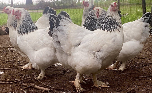 Light brahma hatching - light,