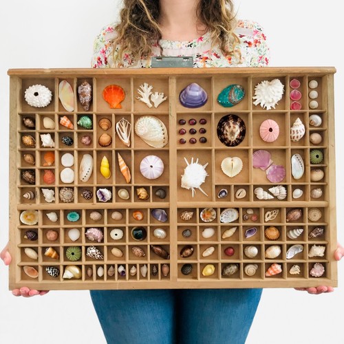 Collection coquillage casier - collection, coquillage,