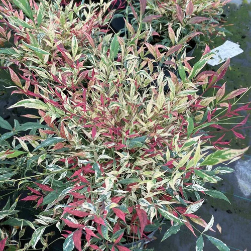 Nandina domestica