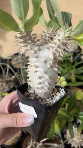 Succulent plant pachypodium - plant,