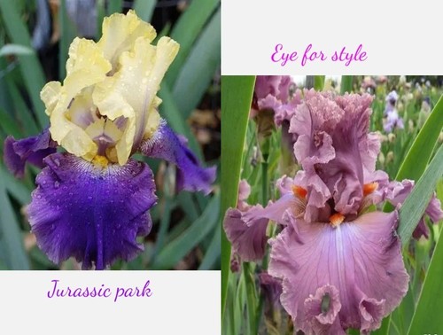Iris germanica - iris,