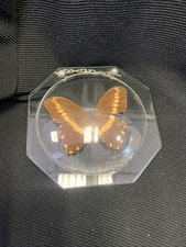 butterfly in domed frame curiosity-collection