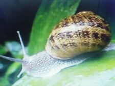 Bave d’escargot pure –