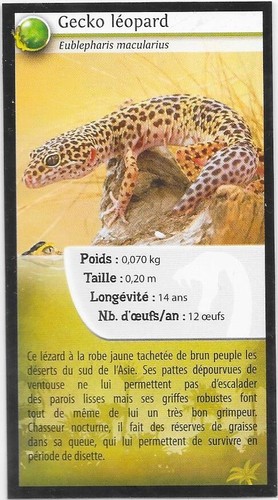 Carte quick reptiles gecko - -,