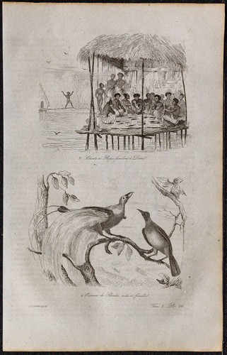 1835 nouvelle guinée - -,
